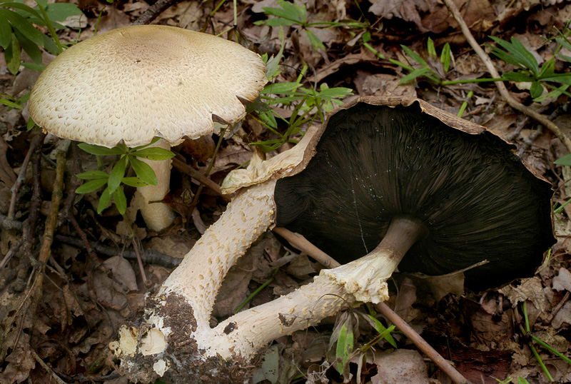 Agaricus augustus